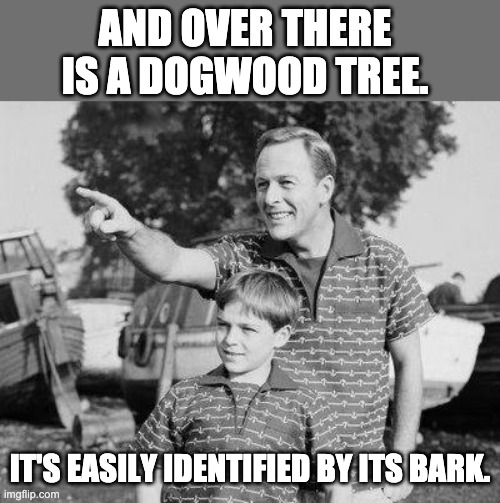 Bark | AND OVER THERE IS A DOGWOOD TREE. IT'S EASILY IDENTIFIED BY ITS BARK. | image tagged in look son | made w/ Imgflip meme maker