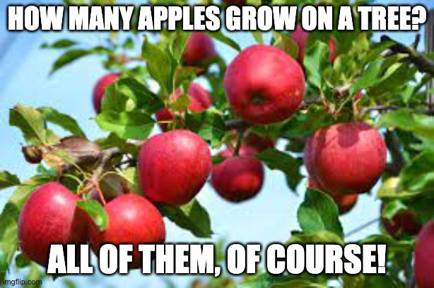 Apple | HOW MANY APPLES GROW ON A TREE? ALL OF THEM, OF COURSE! | image tagged in dad joke | made w/ Imgflip meme maker