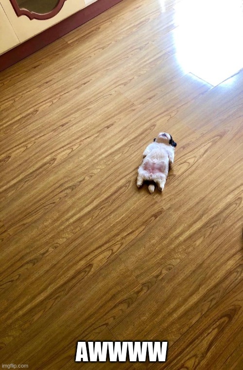 This Puppy Sleeps Like As If It Was Turned Off | AWWWW | image tagged in cute puppies | made w/ Imgflip meme maker