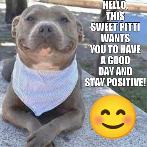 Listen to the Pitti guys! | HELLO,
THIS SWEET PITTI WANTS YOU TO HAVE A GOOD DAY AND STAY POSITIVE! 😊 | image tagged in inspiration | made w/ Imgflip meme maker