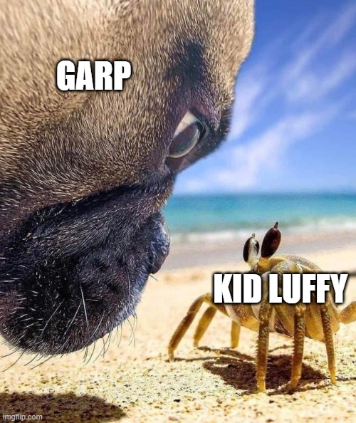 Garp staring at Luffy | GARP; KID LUFFY | image tagged in pug staring at crab | made w/ Imgflip meme maker