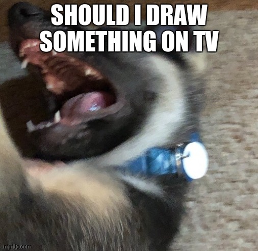 angy doggo | SHOULD I DRAW SOMETHING ON TV | image tagged in angy doggo | made w/ Imgflip meme maker