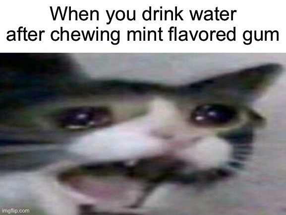 It’s PAINFUL | When you drink water after chewing mint flavored gum | image tagged in gum,cryingcatmeme | made w/ Imgflip meme maker