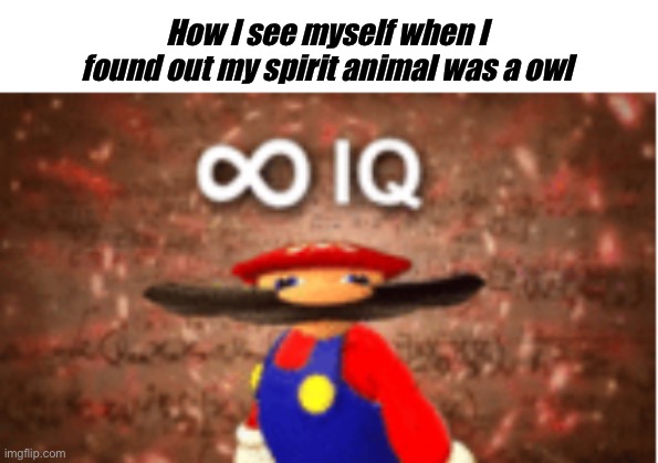Infinite IQ | How I see myself when I found out my spirit animal was a owl | image tagged in infinite iq | made w/ Imgflip meme maker