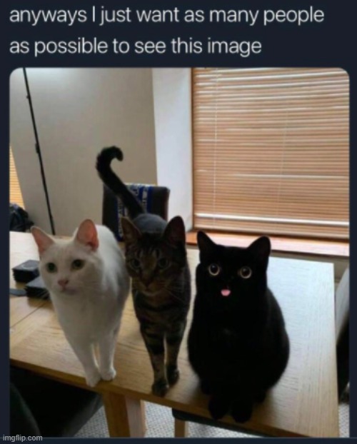image tagged in blep | made w/ Imgflip meme maker