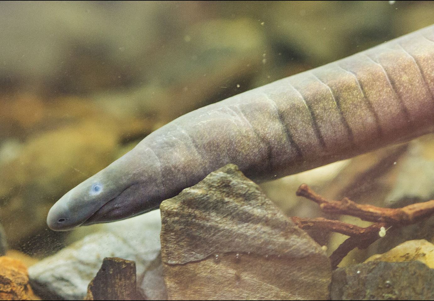 Rubber Eel Blank Meme Template