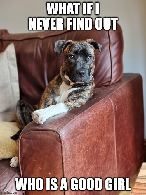 Contemplative Dog |  WHAT IF I NEVER FIND OUT; WHO IS A GOOD GIRL | image tagged in contemplative dog | made w/ Imgflip meme maker