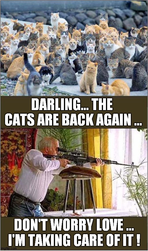 Overkill - Too Many Cats | DARLING... THE  CATS ARE BACK AGAIN ... DON'T WORRY LOVE ...
I'M TAKING CARE OF IT ! | image tagged in cats,sniper,dark humour | made w/ Imgflip meme maker