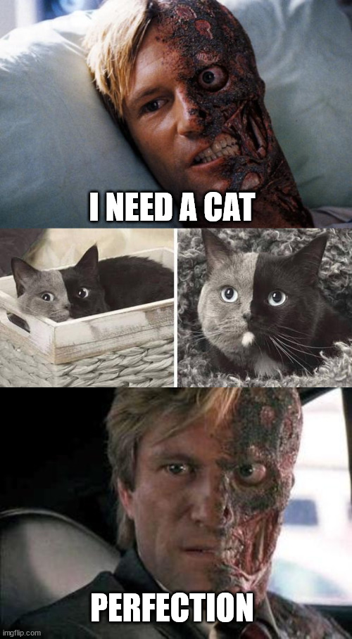 Two faced | I NEED A CAT; PERFECTION | image tagged in two face,got a problem with two faces,villain | made w/ Imgflip meme maker