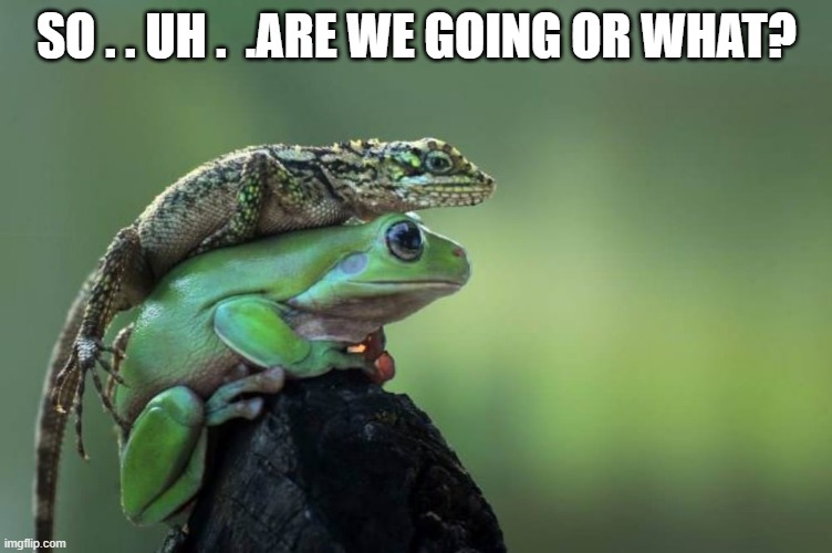 Traveling Buddies | SO . . UH .  .ARE WE GOING OR WHAT? | image tagged in frog,lizard,travel,companions,buddies | made w/ Imgflip meme maker