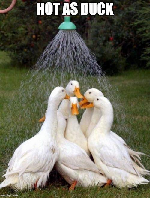 Hot as Duck | HOT AS DUCK | image tagged in ducks,hot,summer,heat,funny | made w/ Imgflip meme maker