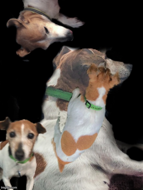 I photoshopped my dog, this took too long and I think it sucks | image tagged in ha ha tags go brr | made w/ Imgflip meme maker
