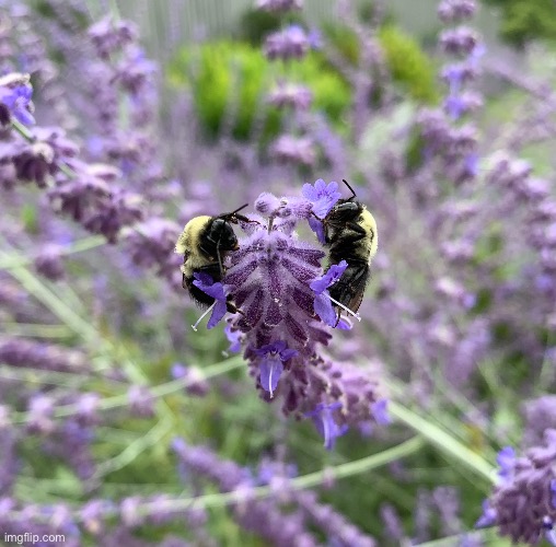 Carpenter bees | image tagged in bees | made w/ Imgflip meme maker