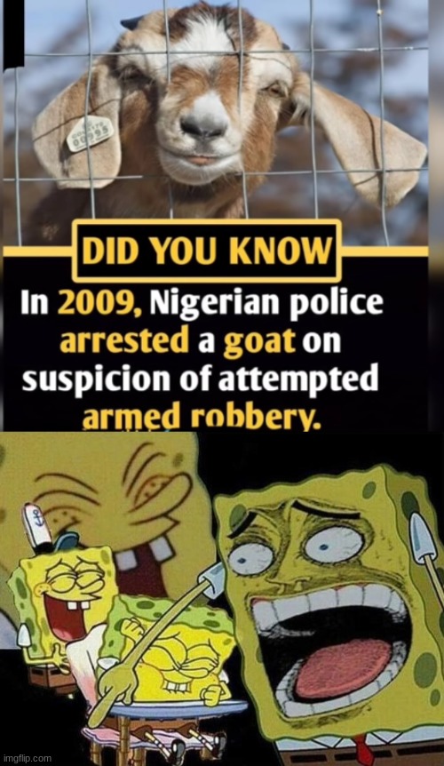 Goat arrested. | image tagged in spongebob laughing hysterically | made w/ Imgflip meme maker