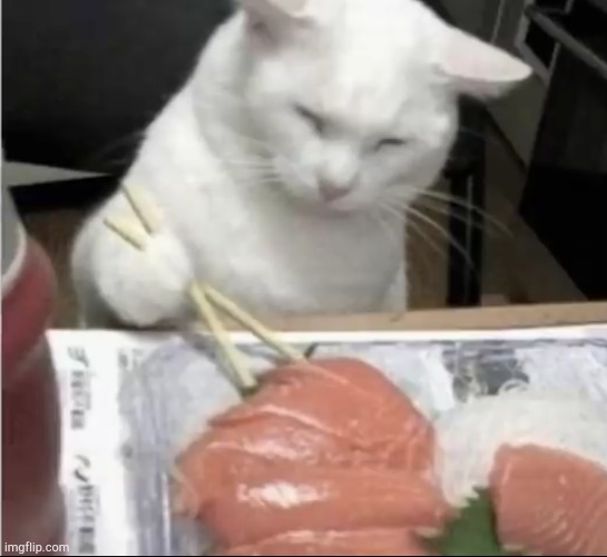 Mr cat is eating with chopsticks | image tagged in cats,chopstick | made w/ Imgflip meme maker