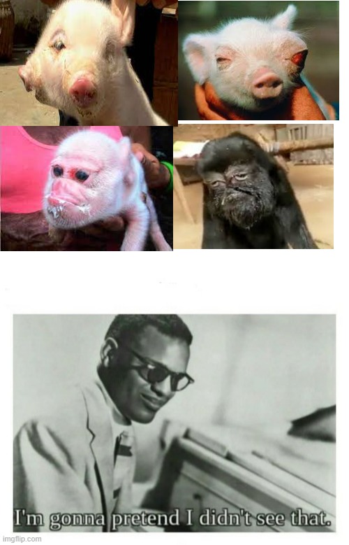 mutant animals | image tagged in blank white template,i'm gonna pretend i didn't see that | made w/ Imgflip meme maker