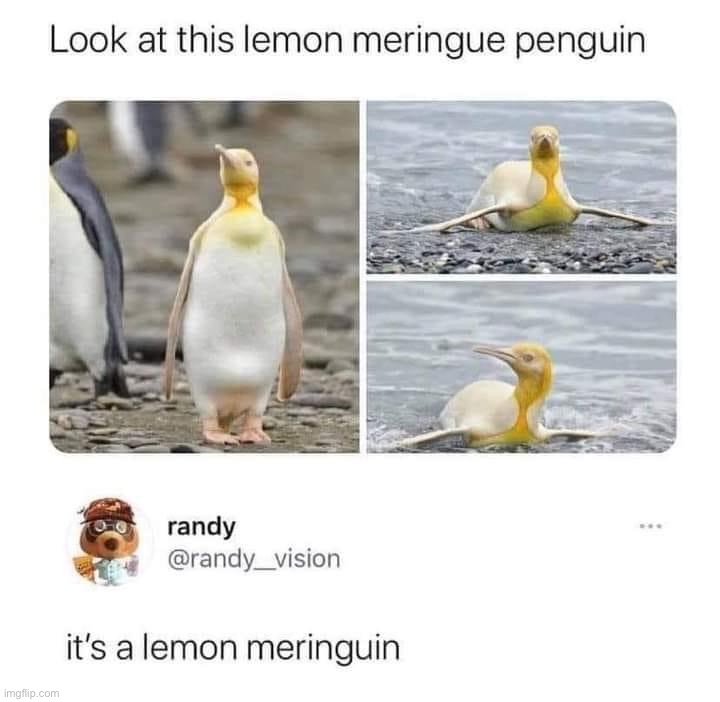 dawww | image tagged in lemon meringuin,lemon,meringuin,penguin,penguins,repost | made w/ Imgflip meme maker