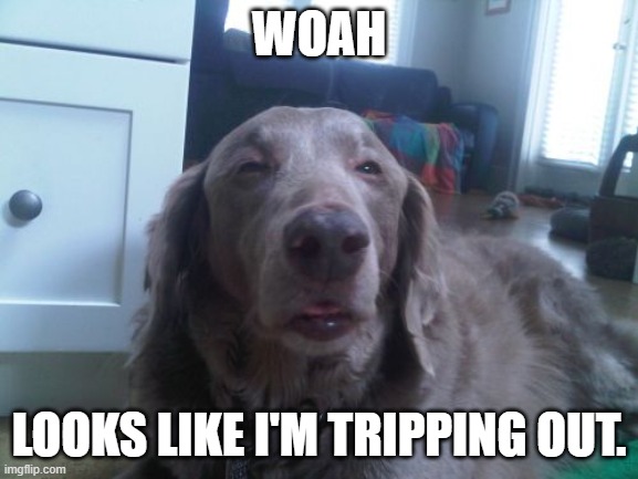 High Dog Meme | WOAH LOOKS LIKE I'M TRIPPING OUT. | image tagged in memes,high dog | made w/ Imgflip meme maker