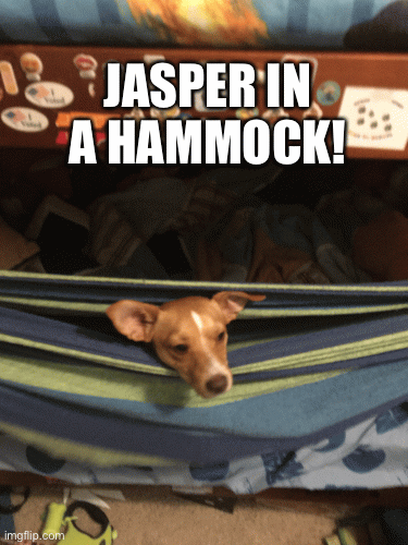 I apologize for not uploading in a while, so I present to you.., | JASPER IN A HAMMOCK! | image tagged in gifs,jasper in a hammock,jasperthedoggo,cute puppy,doggo,puppy | made w/ Imgflip images-to-gif maker