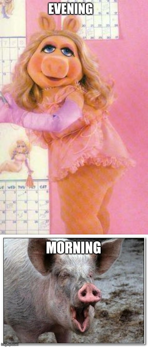 pigs will be pigs | EVENING; MORNING | image tagged in miss piggy,pig | made w/ Imgflip meme maker