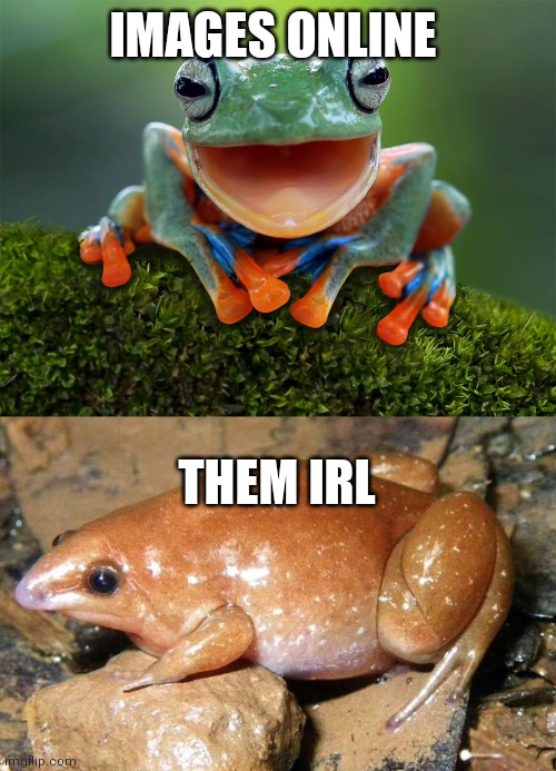Phurgs | IMAGES ONLINE; THEM IRL | made w/ Imgflip meme maker