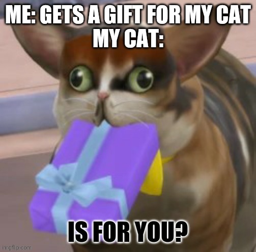 Spleens gift | ME: GETS A GIFT FOR MY CAT
MY CAT: | image tagged in spleens gift | made w/ Imgflip meme maker