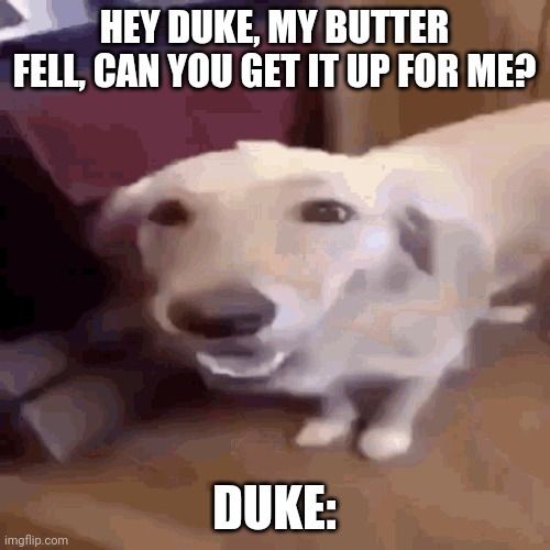 Butter dog | HEY DUKE, MY BUTTER FELL, CAN YOU GET IT UP FOR ME? DUKE: | image tagged in butterdog | made w/ Imgflip meme maker