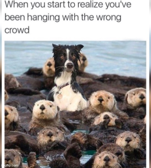 LOL | image tagged in funny | made w/ Imgflip meme maker