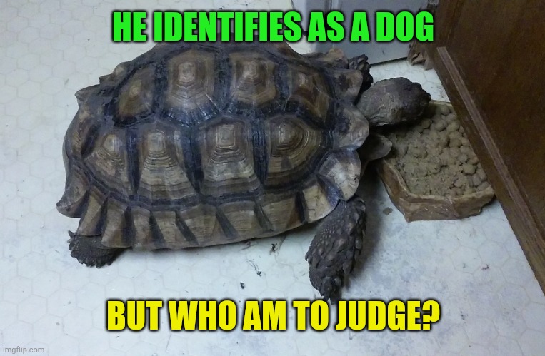 "Dog" | HE IDENTIFIES AS A DOG; BUT WHO AM TO JUDGE? | image tagged in sulcata tortoise | made w/ Imgflip meme maker
