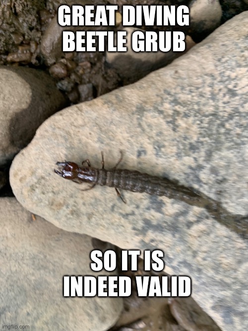 GREAT DIVING BEETLE GRUB SO IT IS INDEED VALID | made w/ Imgflip meme maker