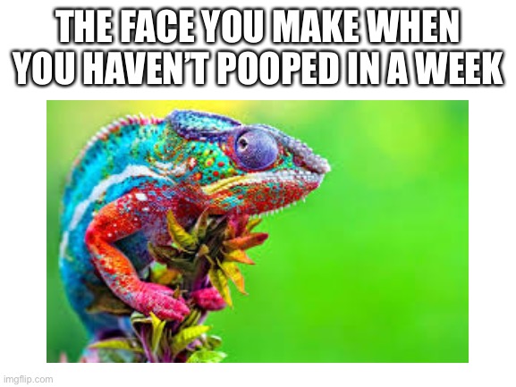 Title | THE FACE YOU MAKE WHEN YOU HAVEN’T POOPED IN A WEEK | image tagged in blank white template | made w/ Imgflip meme maker