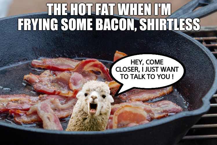 Mmm bacon, ouch !! | THE HOT FAT WHEN I'M FRYING SOME BACON, SHIRTLESS; HEY, COME CLOSER, I JUST WANT TO TALK TO YOU ! | image tagged in memes,bacon,spit,llamas,funny memes | made w/ Imgflip meme maker