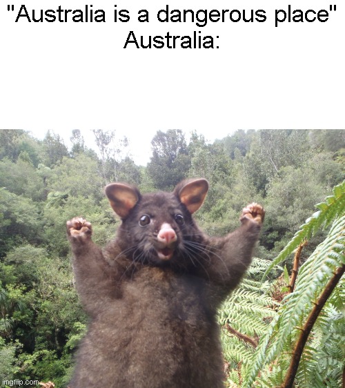 Australia is not always hell. | "Australia is a dangerous place"
Australia: | image tagged in australian possum | made w/ Imgflip meme maker