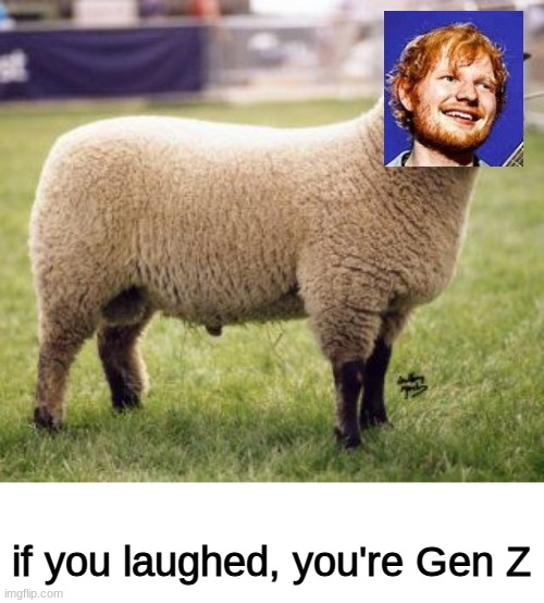 if you laughed, you're Gen Z | image tagged in ed sheeran,sheep,funny memes,gen z | made w/ Imgflip meme maker