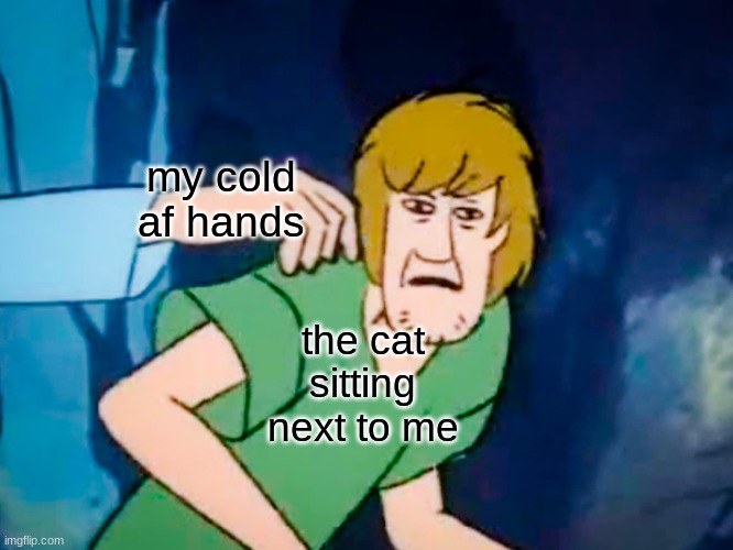 She will flinch away from me, I wish this was just a joke | my cold af hands; the cat sitting next to me | image tagged in shaggy meme | made w/ Imgflip meme maker