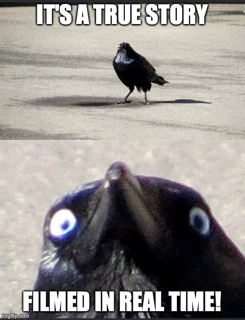 insanity crow | IT'S A TRUE STORY FILMED IN REAL TIME! | image tagged in insanity crow | made w/ Imgflip meme maker