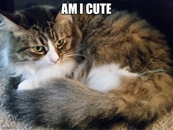 Fluffy cat | AM I CUTE | image tagged in fluffy cat | made w/ Imgflip meme maker