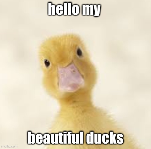 have a great day! | hello my; beautiful ducks | image tagged in duck | made w/ Imgflip meme maker