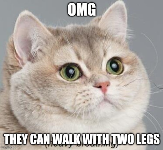 Heavy Breathing Cat Meme | OMG THEY CAN WALK WITH TWO LEGS | image tagged in memes,heavy breathing cat | made w/ Imgflip meme maker