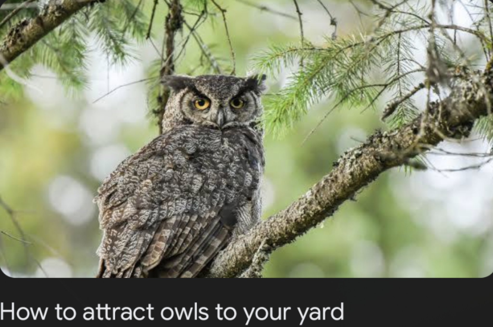 Safemoon Owl Blank Meme Template