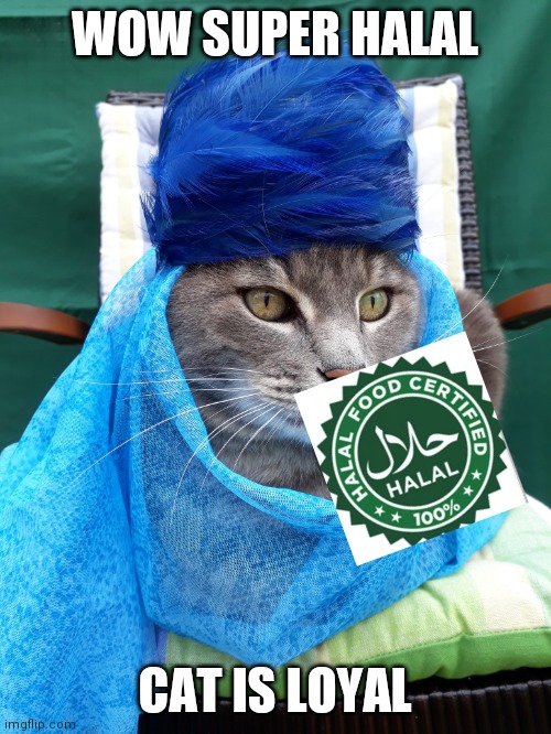 halal moment |  WOW SUPER HALAL; CAT IS LOYAL | image tagged in amazing cat,halal,when moment,blush | made w/ Imgflip meme maker