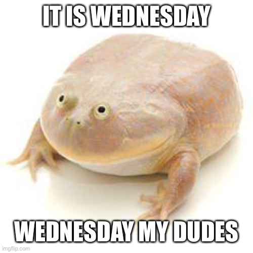 Wednesday | IT IS WEDNESDAY; WEDNESDAY MY DUDES | image tagged in wednesday frog blank | made w/ Imgflip meme maker