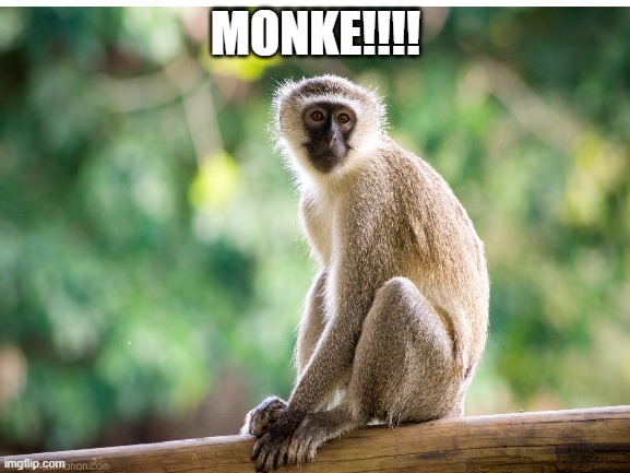 How popular can we get this monke | MONKE!!!! | image tagged in monke | made w/ Imgflip meme maker