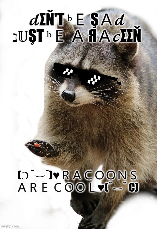 racoons are cool | 𝓭ΣŇ'T ᵇＥ ŞＡ𝓭 נ𝕌ŞT ᵇＥ Ａ ЯＡ𝓬ΣΣŇ; (Ɔ ˘⌣˘)♥ＲＡＣＯＯＮＳ ＡＲＥ ＣＯＯＬ♥(˘⌣˘ C) | image tagged in racoon,cool,cool racoon | made w/ Imgflip meme maker