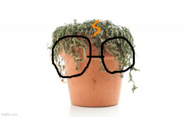 dead plant | image tagged in dead plant | made w/ Imgflip meme maker