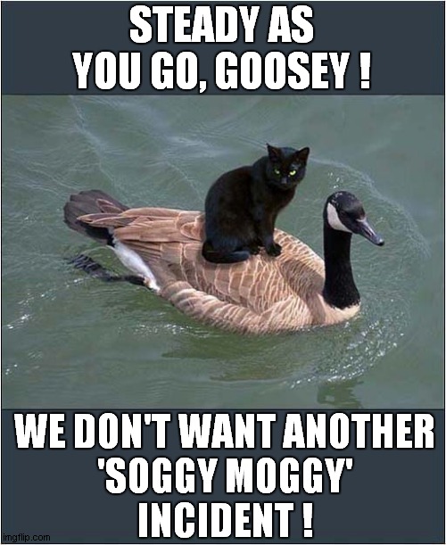 Crossing The Water In Style ! | STEADY AS YOU GO, GOOSEY ! WE DON'T WANT ANOTHER
 'SOGGY MOGGY' 
INCIDENT ! | image tagged in cats,goose,animal crossing | made w/ Imgflip meme maker