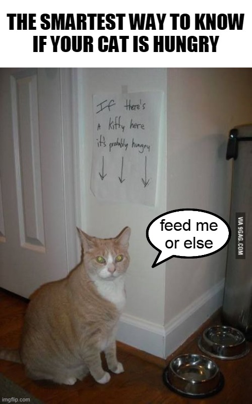 GENIUS!!! | THE SMARTEST WAY TO KNOW
IF YOUR CAT IS HUNGRY; feed me
or else | image tagged in cats | made w/ Imgflip meme maker