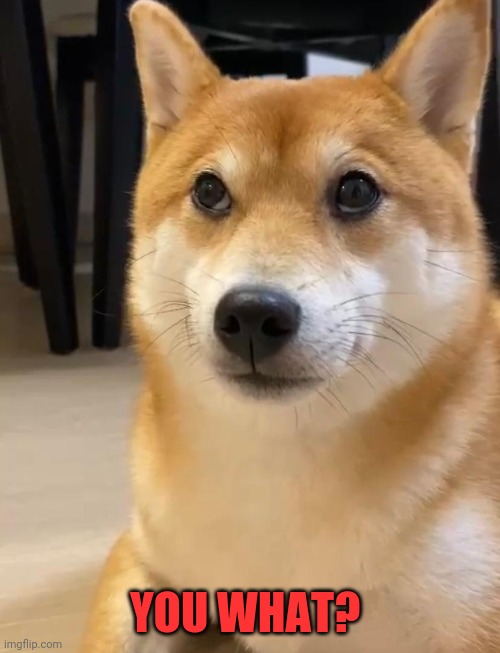 Shiba you what? | YOU WHAT? | image tagged in you what,shiba inu | made w/ Imgflip meme maker