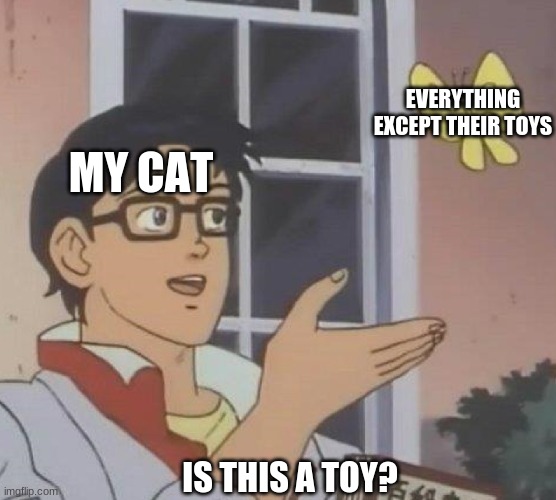 Is this a toy? | EVERYTHING EXCEPT THEIR TOYS; MY CAT; IS THIS A TOY? | image tagged in memes,is this a pigeon,cats | made w/ Imgflip meme maker