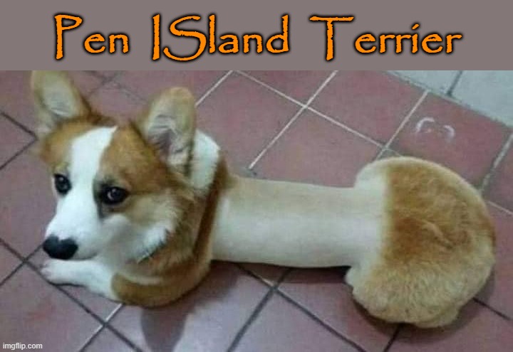 Pen ISland Terrier | Pen  ISland  Terrier | image tagged in fluffyknob the iii | made w/ Imgflip meme maker